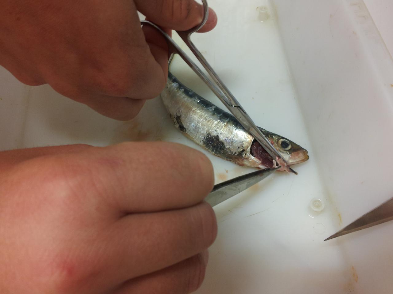 Dissection sardine